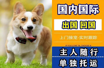 长寿区宠物托运公司长寿区宠物托运公司长寿区宠物托运公司
