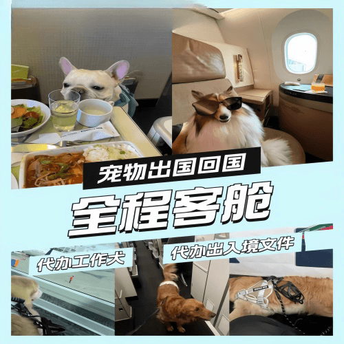 长寿区宠物托运到白俄罗斯宠物入境规定和要求